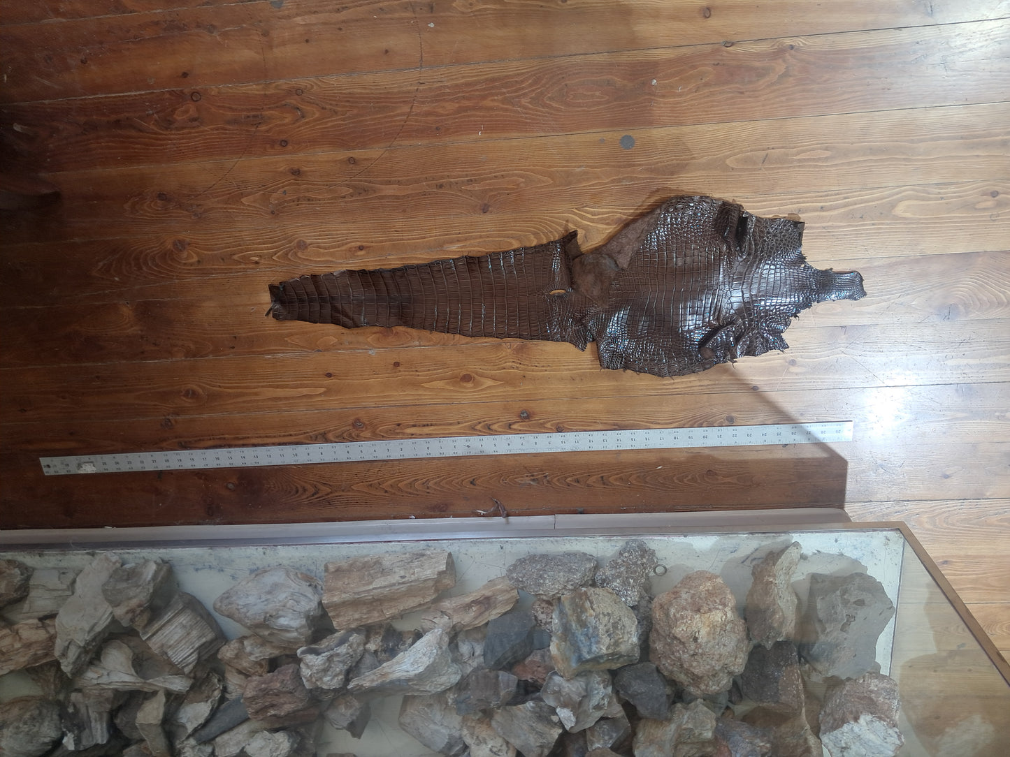 Dark Brown Australian Crocodile Belly