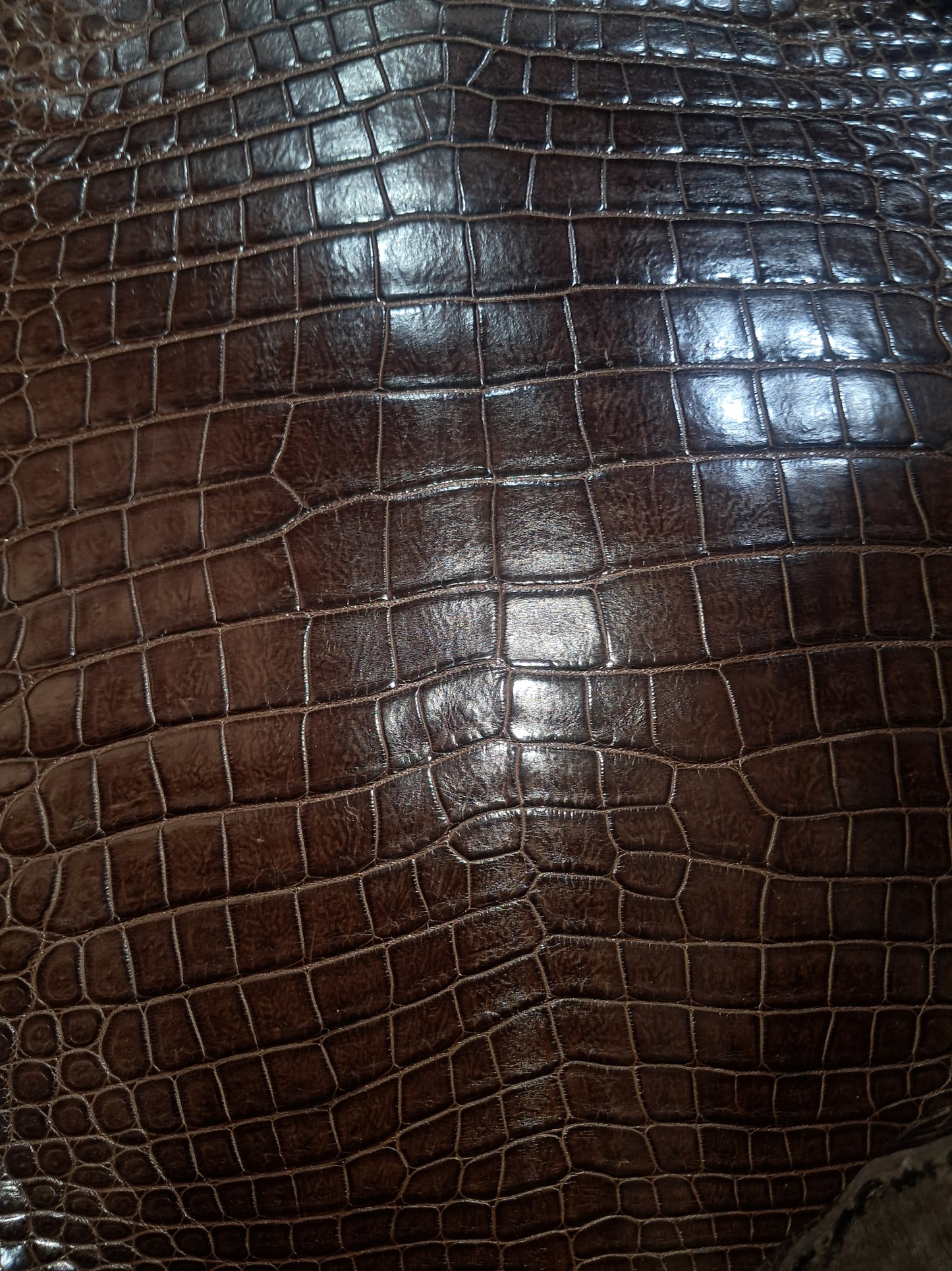 Dark Brown Australian Crocodile Belly