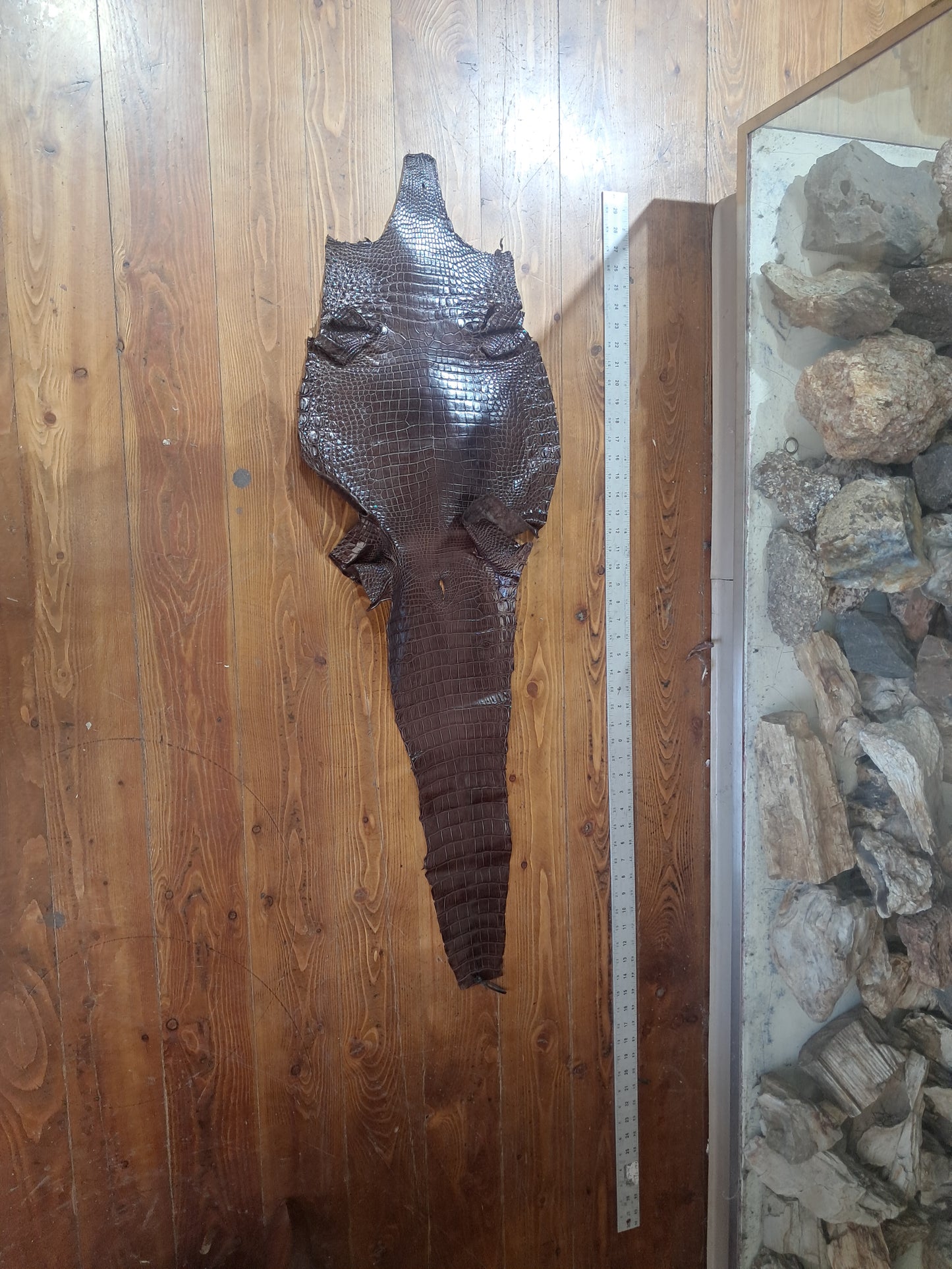 Dark Brown Australian Crocodile Belly