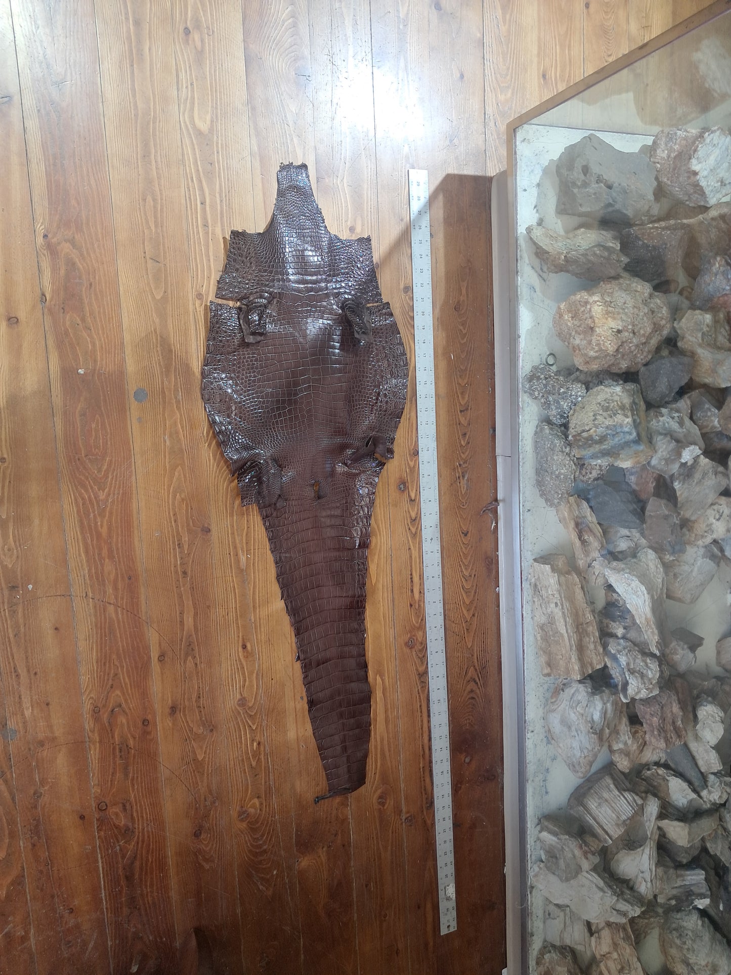 Dark Brown Australian Crocodile Belly